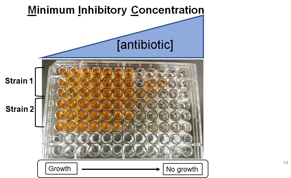 RealScientists on Twitter "We test how bacteria respond to βlactams
