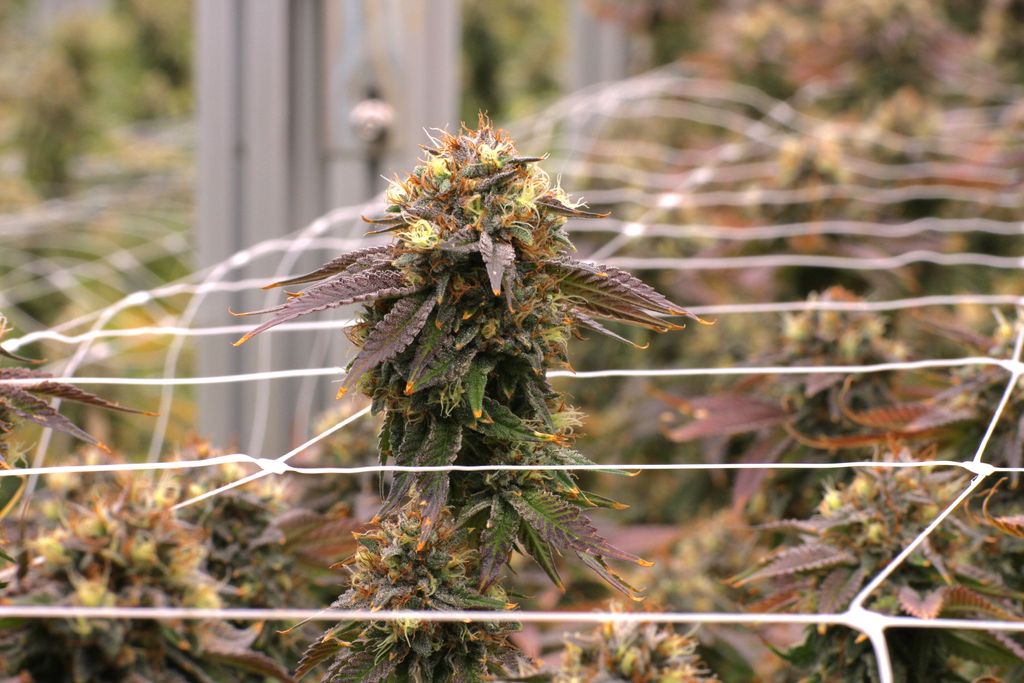 There’s always room to grow 🌱
-
#monarchgrow #plantpeopleplanet #cannabislove #aeroponic #sustainablecannabis #washingtoncananbis #cannabisdaily #cannabisgrow #cannabisplant #blackberryheadband #beautifulbud