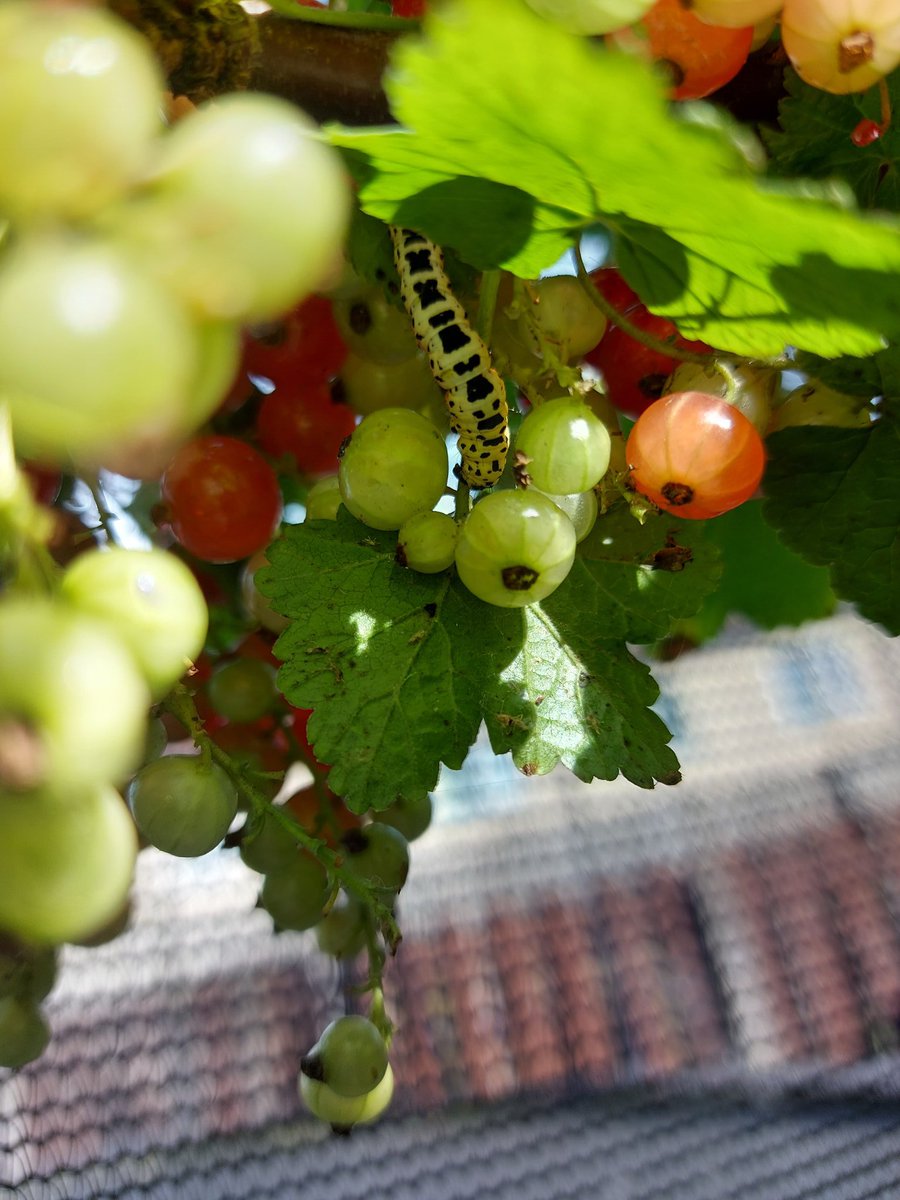 ThorpMiss's tweet photo. I've got a little friend eating my red currants!🐛 I wonder if he will make a cocoon and turn into a butterfly 🦋 https://t.co/1XkzGQ6KiK