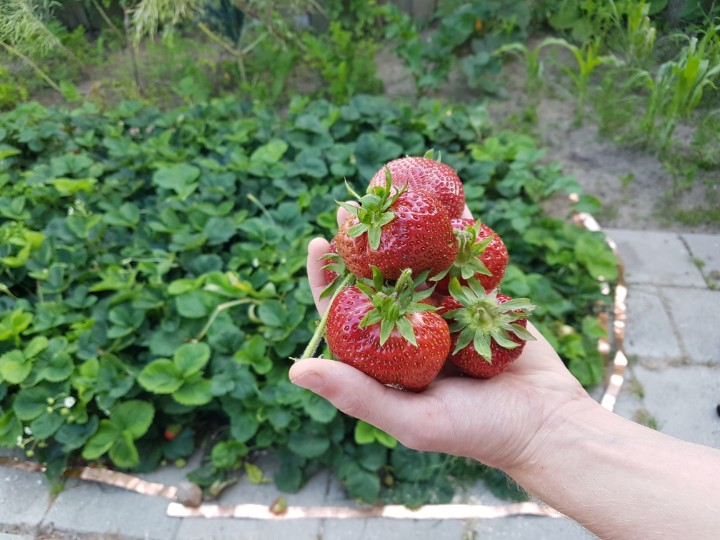 P_Knol's tweet photo. Het zijn net tomaten, zo groot... #aarbei #vaneigentuin https://t.co/hbRLSzpUVT