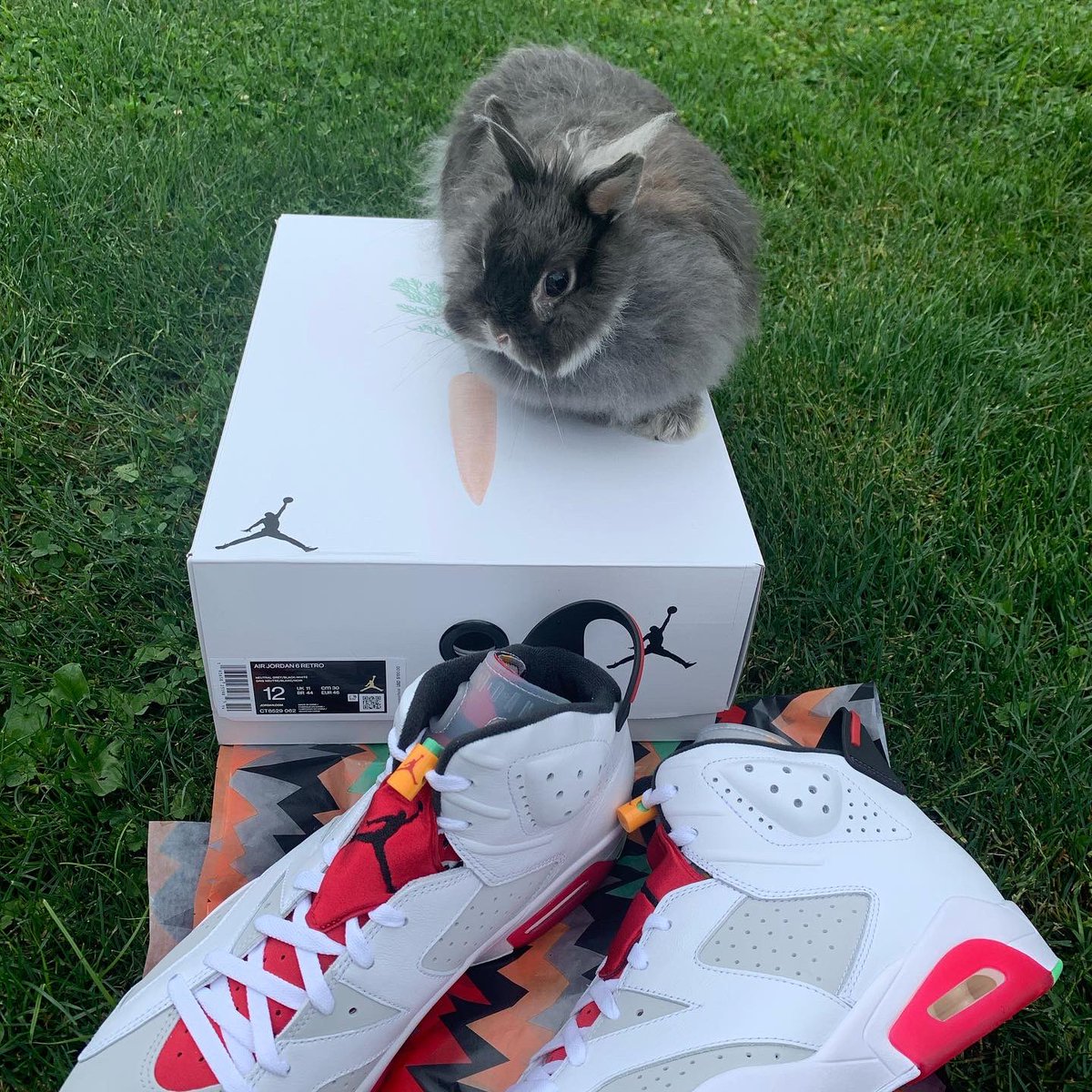RHolmanII's tweet photo. 🐰 #HareJordan 🥕 #AirJordan https://t.co/chmQwa6WiS