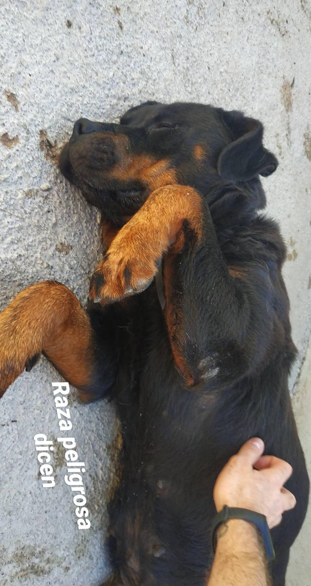 IntrusQ's tweet photo. Hace mucho que no pongo por aquí a mis chic@s de la protectora https://t.co/uTQr7uqk29