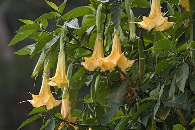 ArroyoIvn's tweet photo. Todas las especies del género Brugmansia, sus 10 híbridos y los más de 2500 cultivares relacionados son usadas como plantas de ornato; pertenecen a la familia de las Solanáceas (igual que la papa) y están muy relacionadas con el género Datura, del que se diferencian... https://t.co/crPLON561d