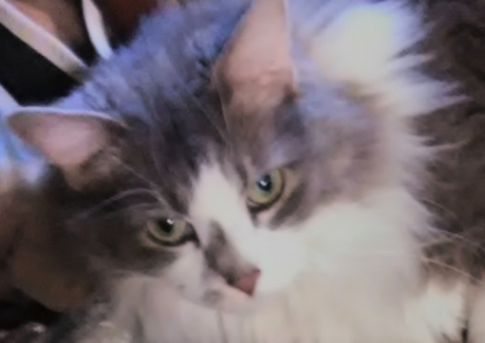 JoananCharlotte's tweet image. Owwwww! I was sitting behind mom's office chair, helping keep zombies away, and the phone rang, and she rolled over my tail!! 🙀You can bet I will require extra treats for hazard pay now.😾😾#zshq