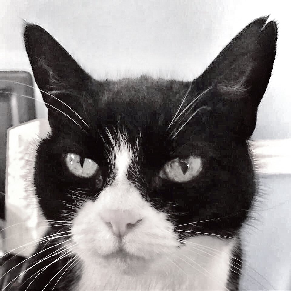 EvilEeow's tweet photo. It’s not easy being the best, but none of you lot were up to the job so here I am...

#CatsOfTwitter #cats #catstagram #cats_of_instagram #catsofig #cats_insta_gram #instapet #instacat #angrycat #grumpycat #CatsOfTheQuarantine https://t.co/0I1ITsVcNM