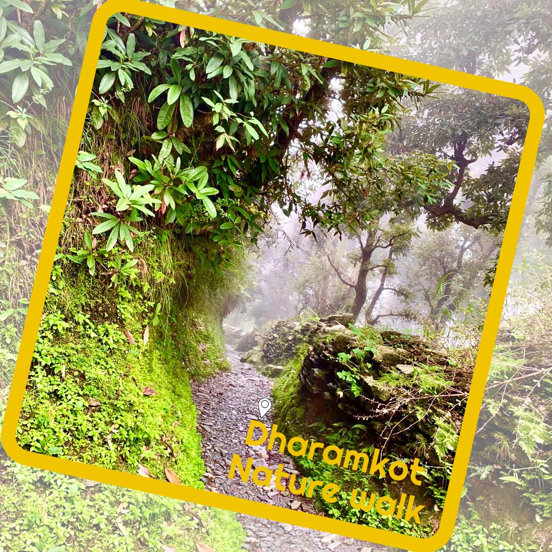 altlifehostels's tweet photo. 𝗖𝗼𝗻𝗻𝗲𝗰𝘁𝗶𝗻𝗴 𝘄𝗶𝘁𝗵 𝗡𝗮𝘁𝘂𝗿𝗲 !
Dharamkot is a perfect place to connect with nature, wander aimlessly and silently, listen to the sounds that surround you and breathe the fresh air.
#livethealtlife #naturewalk #dharamshala #tripotocommunity #mountain #HimachalPradesh https://t.co/dmxCRfhLdN