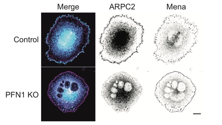 There is where things got a little wacky. Instead of enhanced Arp2/3 at the leading edge of PFN1 KO cells, we saw almost none! 25/