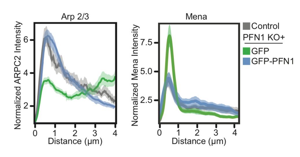 Seriously- practically none at all. Also, Mena localization was enhanced at the leading edge in PFN1 KO cells. What is going on here? Now the fun was really starting to begin. 26/