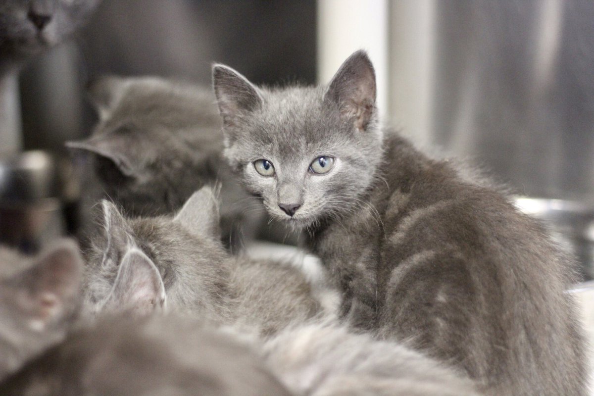 AggielandHumane tweet picture