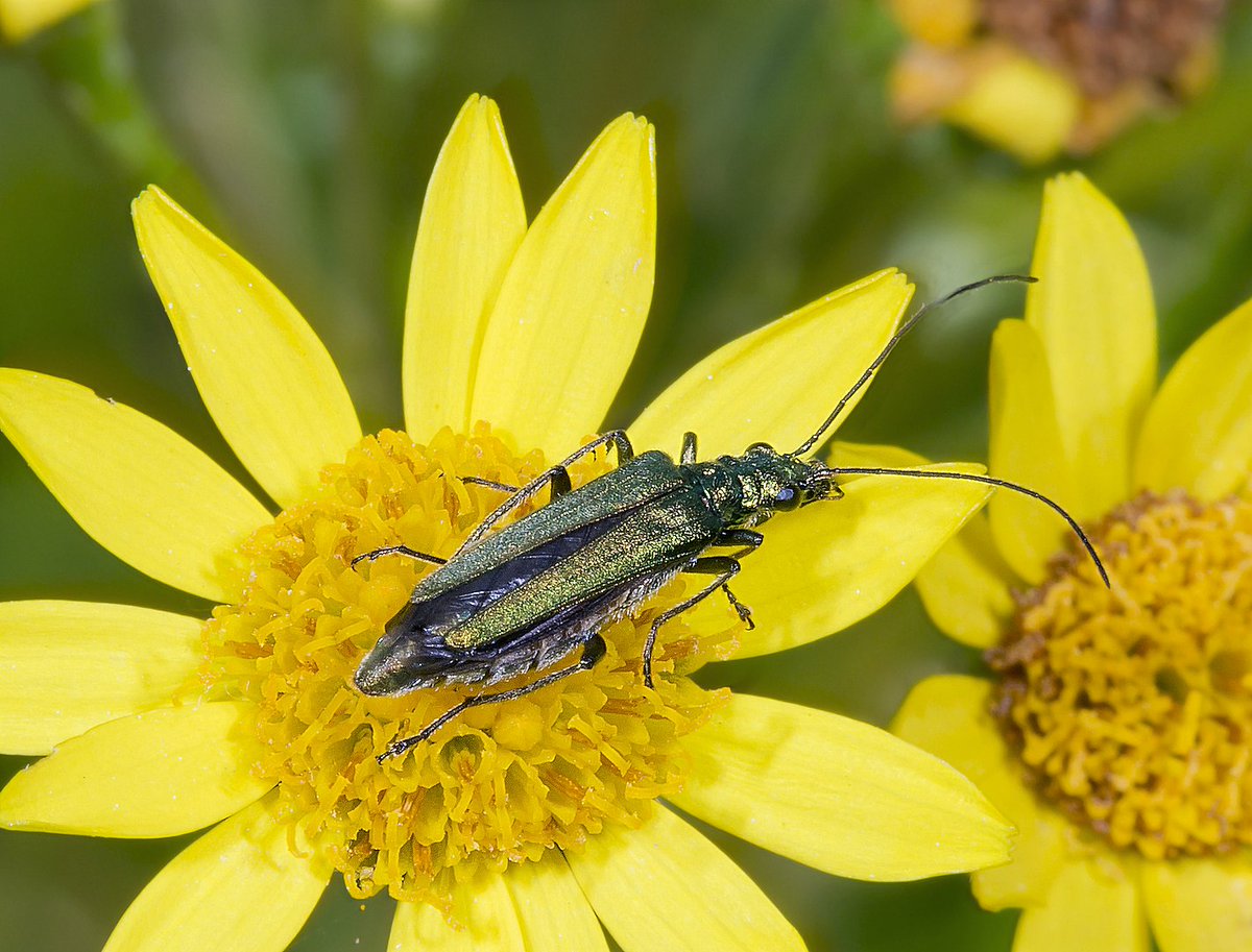 1. I have developed an ‘inordinate fondness for beetles’, the Coleoptera, especially but not exclusively the Oedemeridae. It includes Oedemera nobilis (Scopoli, 1763), Swollen-thighed beetle. O. nobilis fem By Didier Descouens, CC BY-SA 4.0 #NationalInsectWeek  @angrybotanists