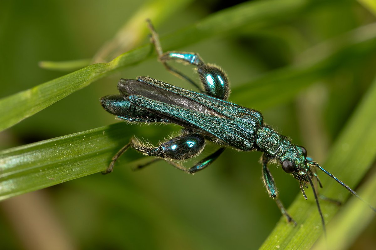 2. It is the male that sports that swollen (or oedematous!) thighs, O. nobilis is bright green, with a viridian sheen; some individuals are cyaneus or violaceous.Oedemera nobilis By Andy Murray CC BY-SA 2