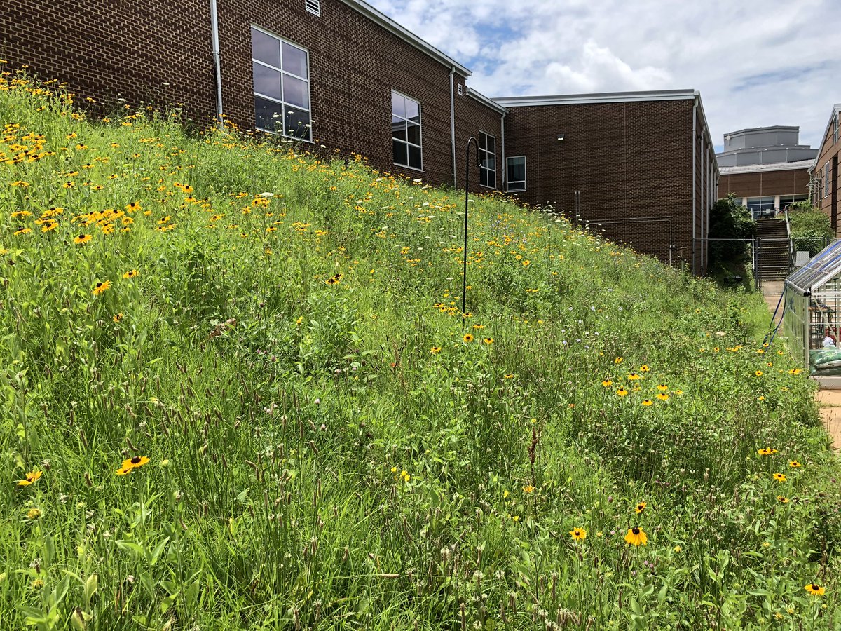 Check out the hillside! All that hard work paid off <a href="/RivConAlliance/">Rivanna Conservation Alliance</a> and <a href="/MonticelloHigh/">Monticello High</a> #APES students! SAVE THE BEES!