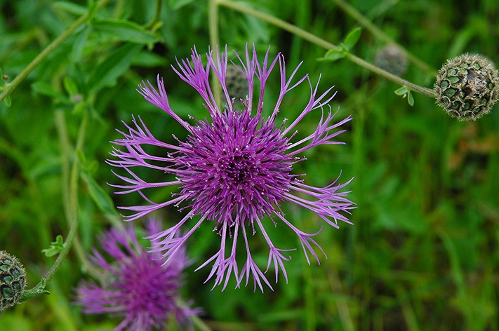 6. O. lurida (Marsham, 1802) has been recorded on Centaurea scabiosa, Eupatorium cannabinum & Senecio nemorensis, with a mainly southern distribution Centaurea scabiosa, Greater KnapweedBy Pauk, Oedemera lurida, CC BY-SA 2.0