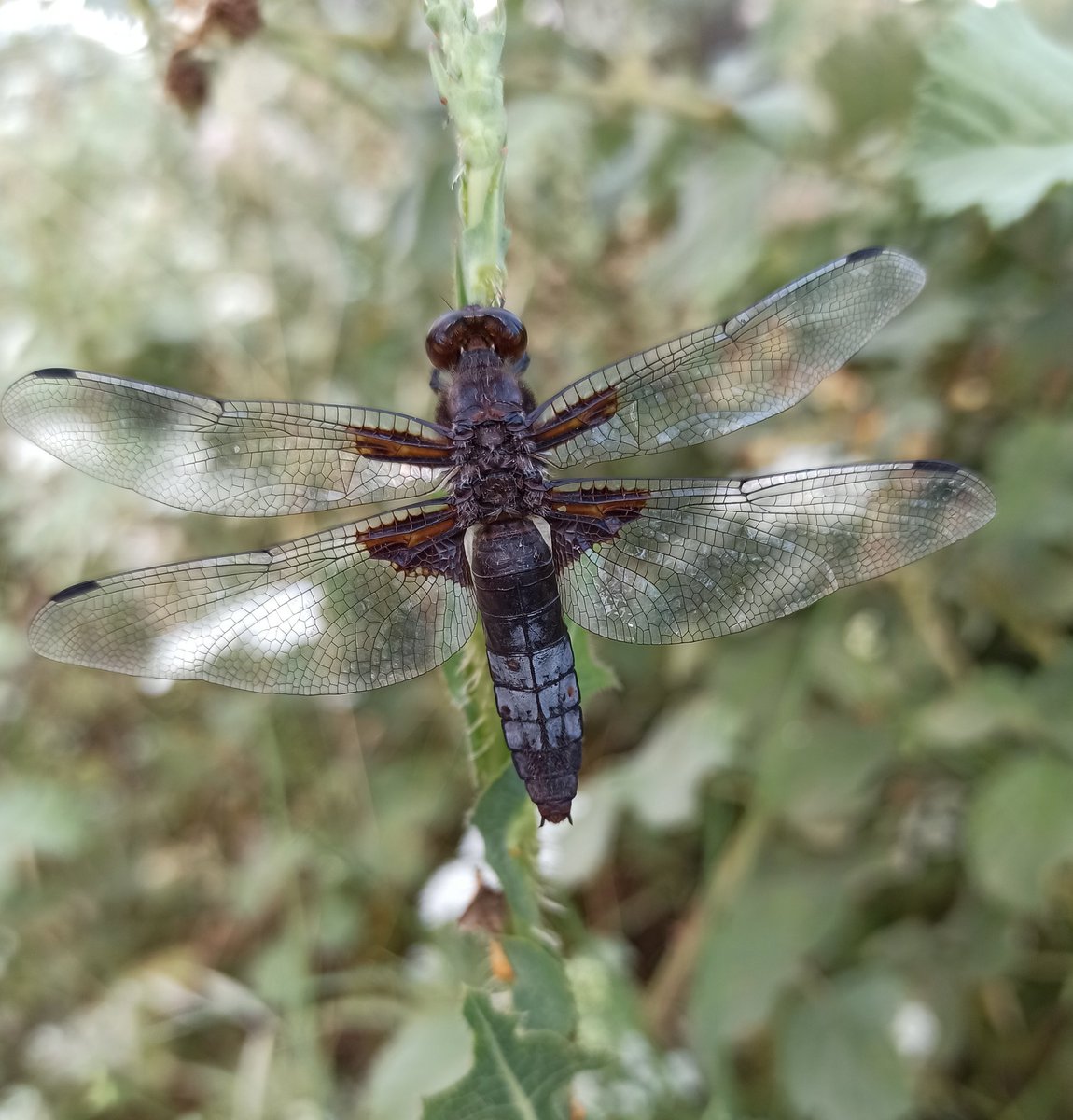 leylannnn's tweet photo. #hangitür 
Libellula depressa erkek sanırım ?
Edremit/Balıkesir
#dragonfly #Odonata #yusufçuk  #beetles #amazingbeetle #NIW2020 https://t.co/T1lQCVOBBR