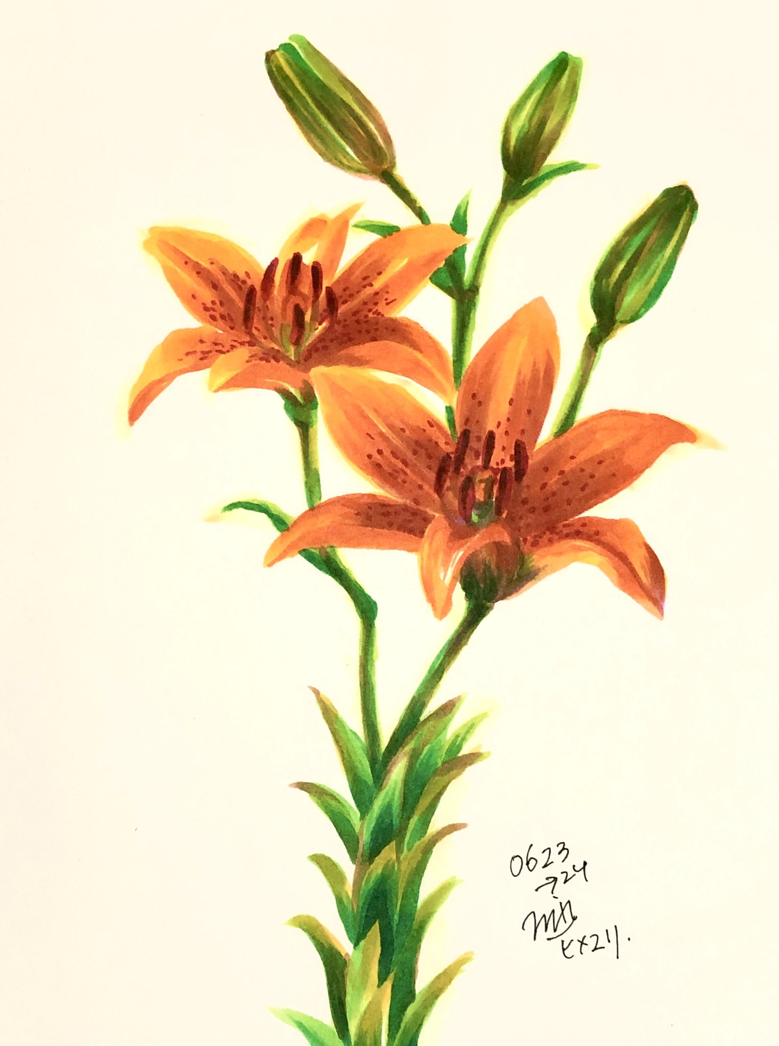 三木美沙 Mikimisa 年明け1 13 金 1 18 水 Opaギャラリー個展 ヒメユリ オレンジの百合が描きたかった そばかすのオンナノコみたいで かわいい イラスト Illustrationart Illustration Lily T Co Ur5om0n9oo Twitter