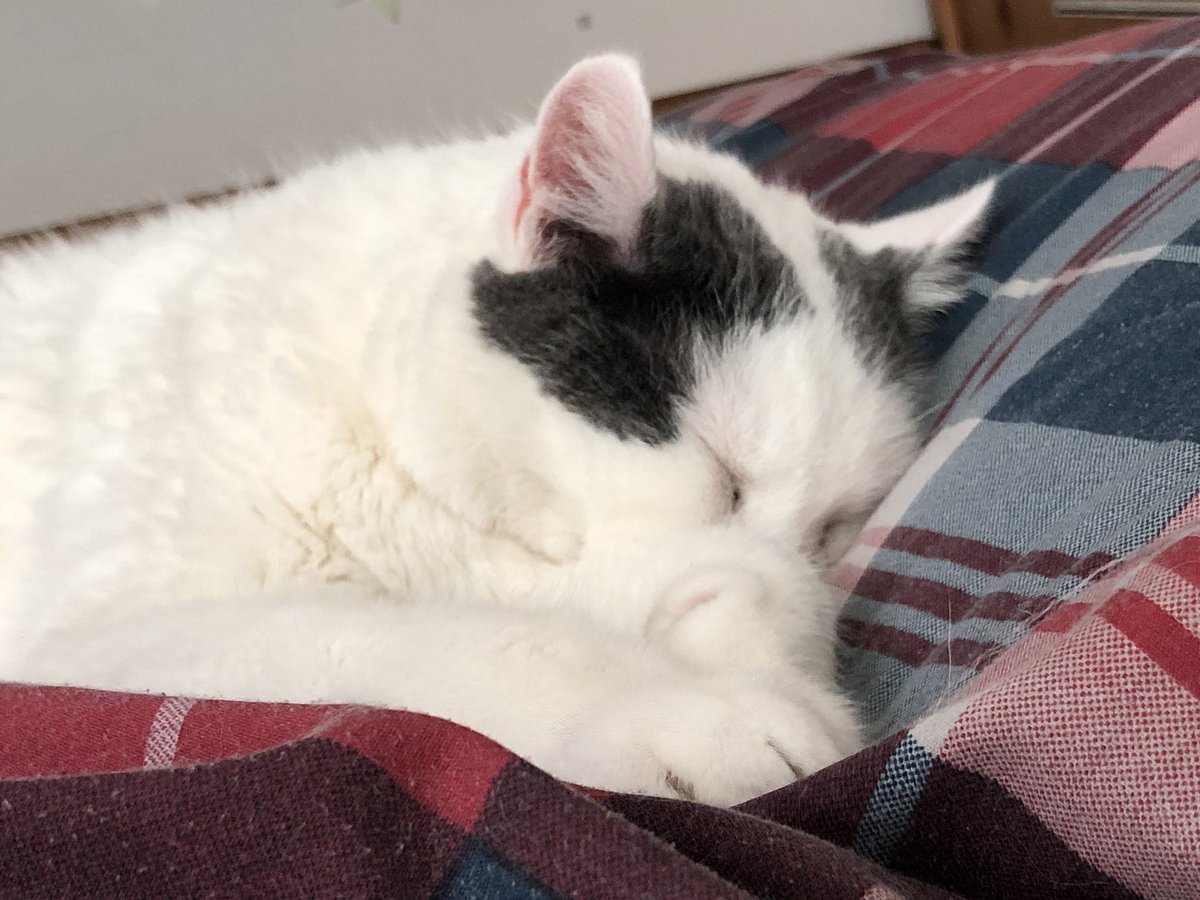 ThompsonDaCat tweet picture