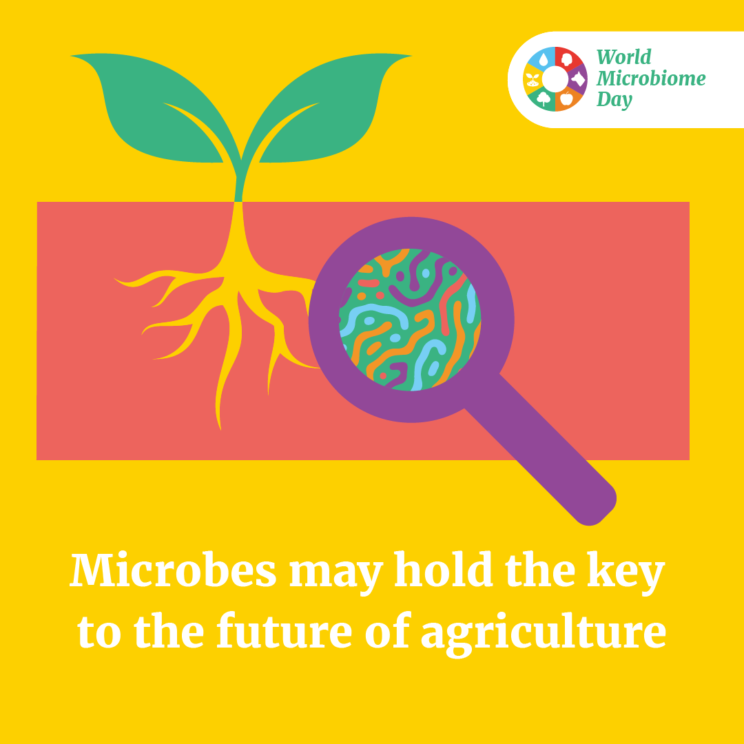 SIMBAproject_EU's tweet photo. Microbes🦠are the unseen engines of #soilfertility; plant growth &amp; health depends on a variety of functions performed by diverse soil- and root-dwelling microorganisms. Harnessing microbial functions is thus key to productive and sustainable food production. #diversitymatters https://t.co/ZqJeMiRAGI