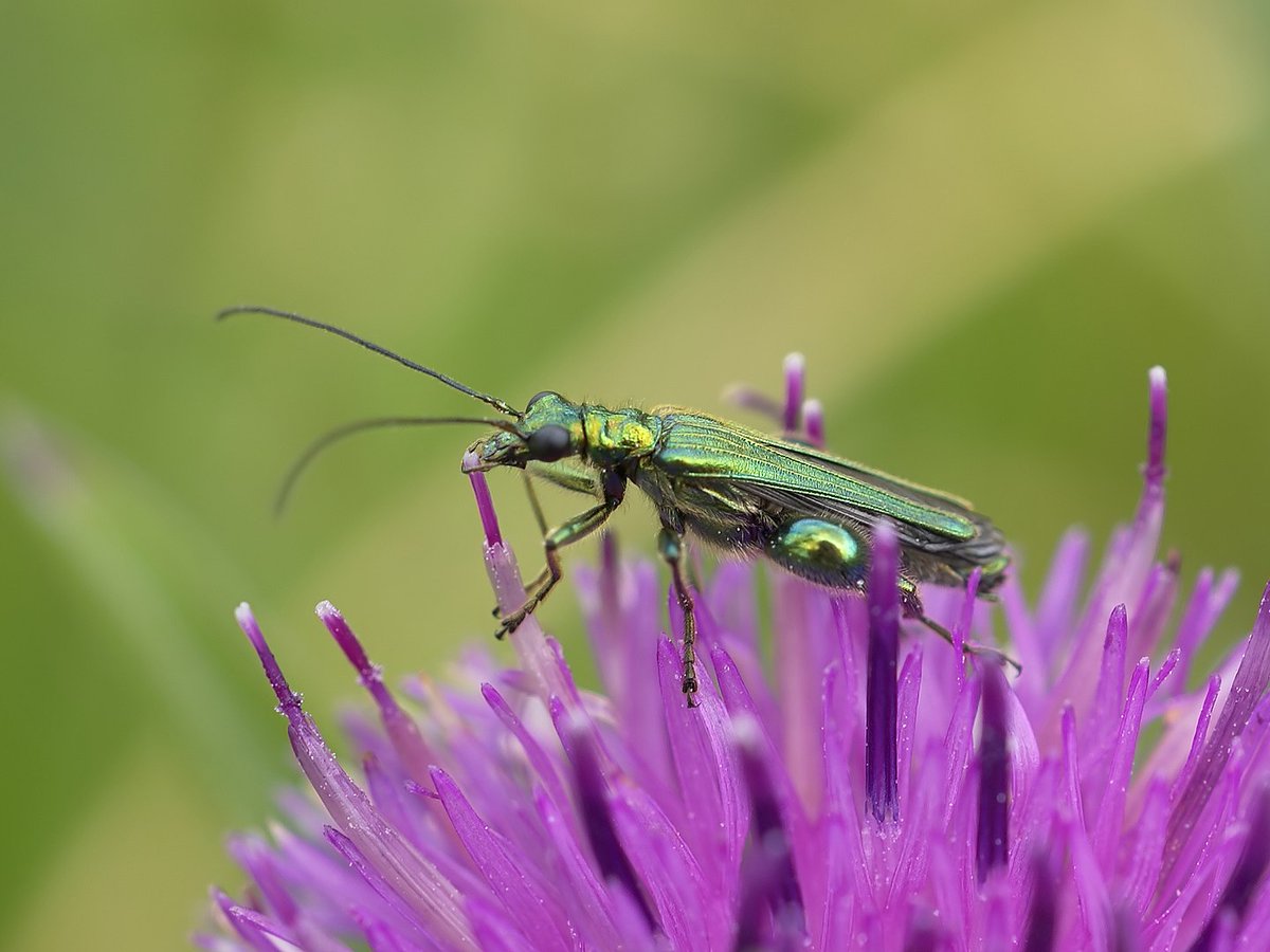 8. All 3 species are pollinators as adults, the pollen adheres to the fine, dense pubescence on their bodies. And all 3 rely on dried hollow plant stems for their larval nurseries. Utile dulci! O. nobilis with chrysoprase thighs By © Hans Hillewaert, CC BY-SA 4.0