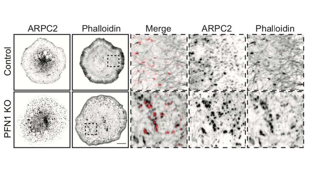 Let's start with Arp2/3. While not at the leading edge, it did co-localize with actin puncta in the cell center, which PFN1 KO cells had a lot of. Inhibiting Arp2/3 got rid of these puncta. Thus, there is still PFN1-independent Arp2/3 assembly, just not at the leading edge. 27/