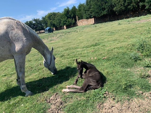 spcaoftexas's tweet photo. Help us name this filly who was born one week ago! Comment here to make a suggestion: https://t.co/U4klyNRzM2 https://t.co/FsKuCMVts2