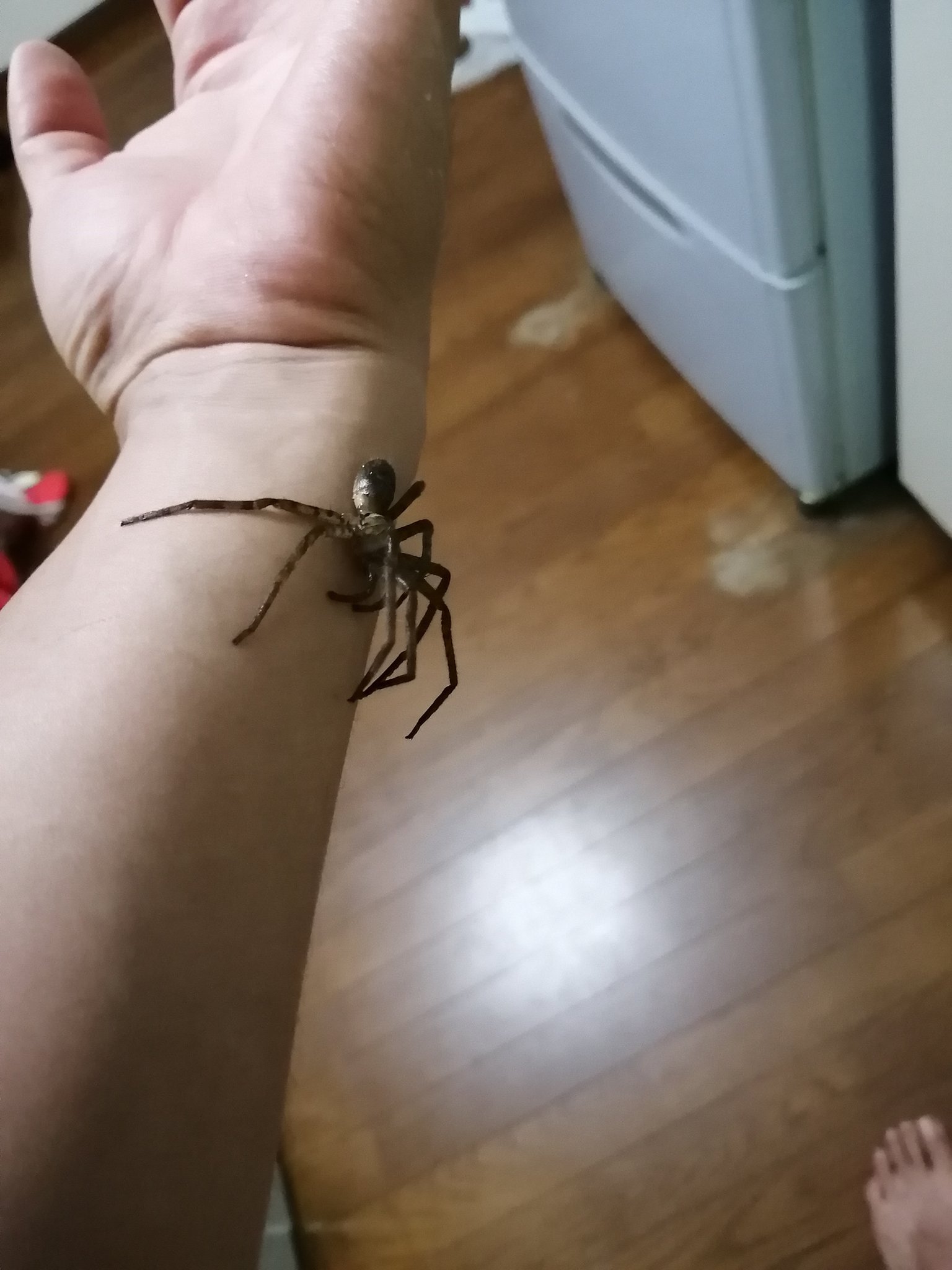 なかたく 山麓生活 家にいる大きなクモ アシダカグモ はいいやつですよ 糸を出さない 巣を作らないクモで家の中をトコトコとパトロールしてるよ スピード違反のgを捕まえるためにね 違反者がいなくなって平和が訪れたら 家から去って他のところ