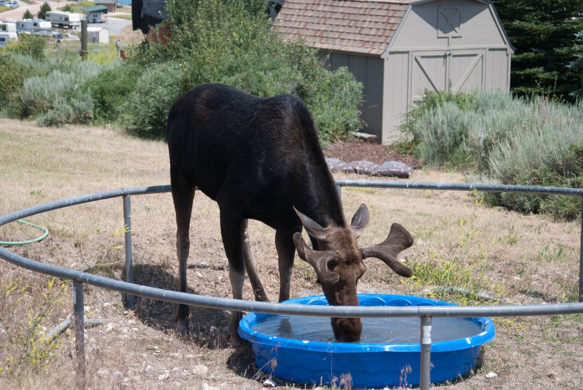 UtahDWR's tweet photo. Moose show up in unexpected places. Enjoy the view, but *never* approach a #moose:
โ๏ธNot in your yard
โ๏ธNot on the street
โ๏ธNot in the wild
An irritated moose may charge, kick or stomp, and could cause severe injuries. #NotAmoosed #WildlifeSafety https://t.co/MR8spsUAUw