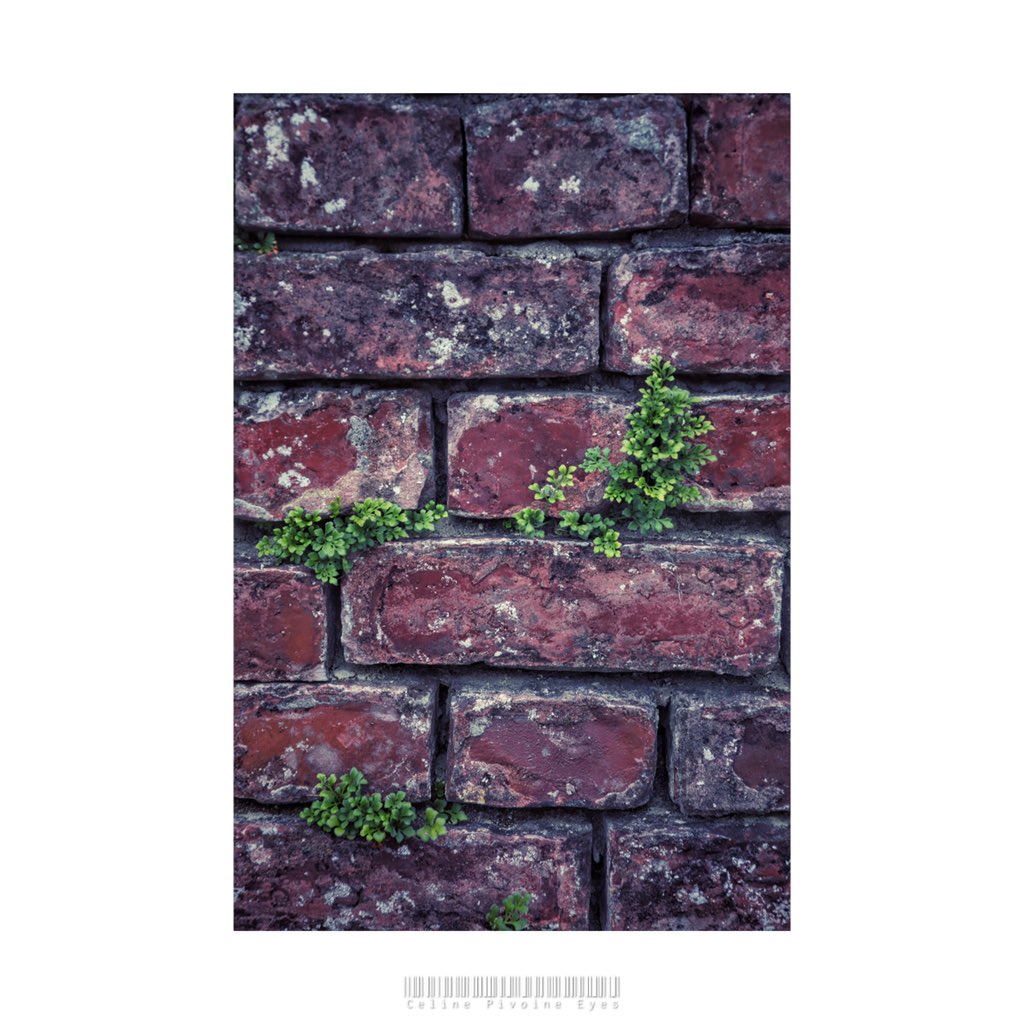 CelineEyes's tweet photo. Détails de rue à St Val
.
.
.
#etudiantip #artmajeur #photographe #photo #creativeentrepreneur #destinationphotographer #photographer #femmephotographe #artistsupportpledge #détail #mur #pavé #rail #bois #StVal https://t.co/NTCmbYVy3l