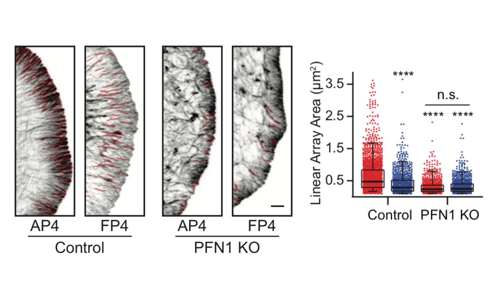 Here is the effect of Mena/VASP inhibition on linear filament arrays. Their assembly is dependent on Mena/VASP (see Control cells), and they are dramatically reduced in PFN1 KO cells. However, sequestering Mena/VASP in PFN1 KO cells does nothing. 29/