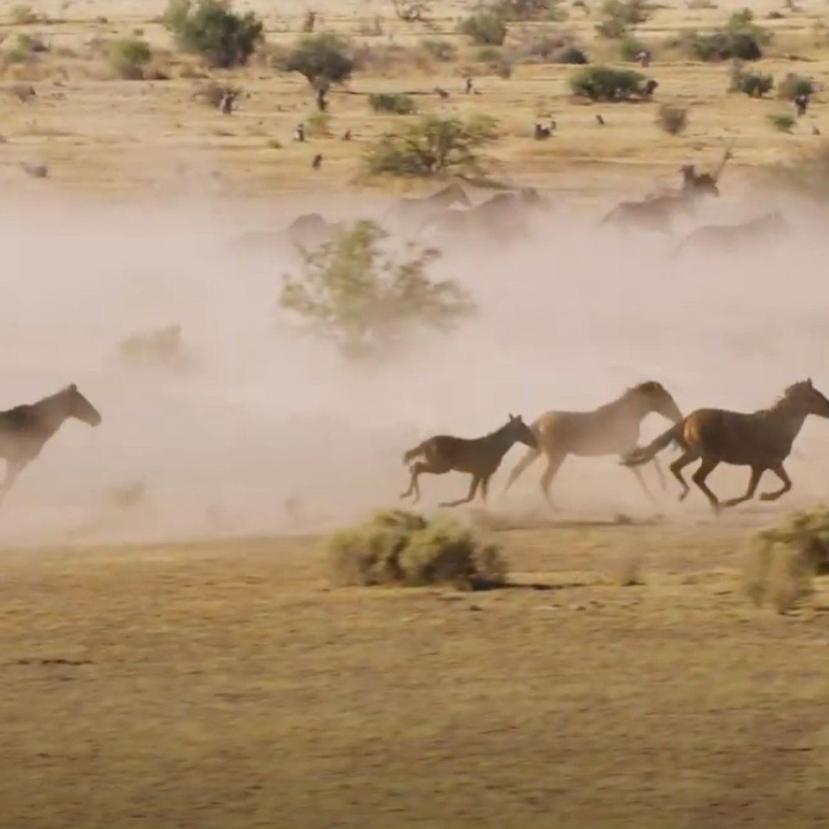 GyroSSystems's tweet photo. Unbridled beauty of the Wild West captured with the GSS Cinema Mini by Chopper Guy Bruce Haffner.  Click Linkin Bio for this must see video!
⁠⠀
⁠⠀
#gyrostabilizedsystems #gss #settingthestandard #aerialfilming #8K #naturalhistory #makingfilms #gimbal #videogear #videoshoots # https://t.co/sCjO5b97kJ