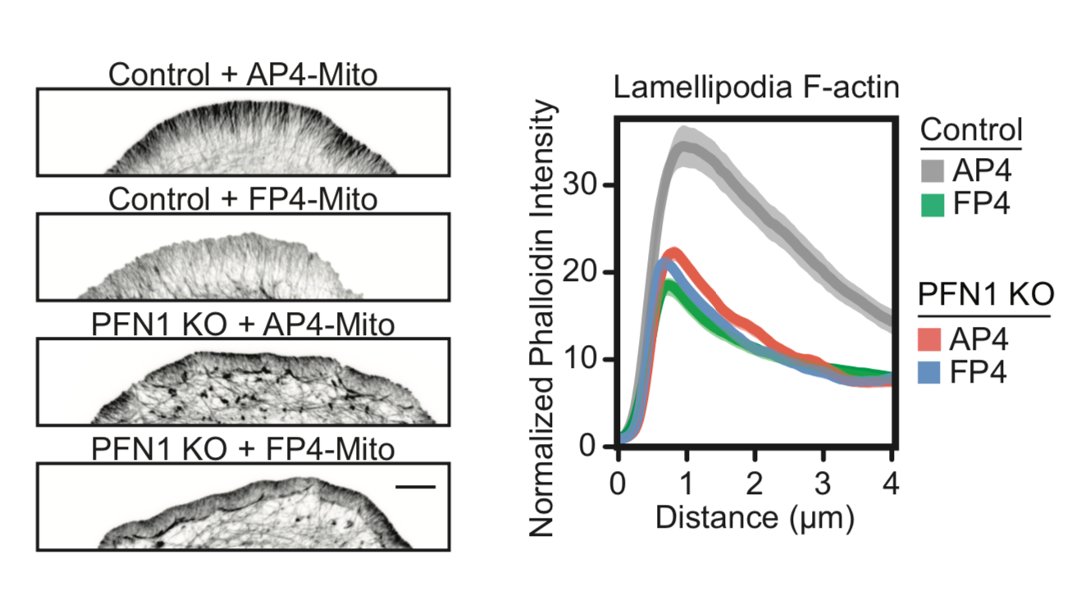 Now let's look at the lamellipodia. When I say this, I mean the actin structures that you cannot resolve by light microscopy, in between the linear arrays. The lamellipodia is also largely dependent on Mena/VASP proteins, but inhibiting them in PFN1 KO cells does nothing. 30/