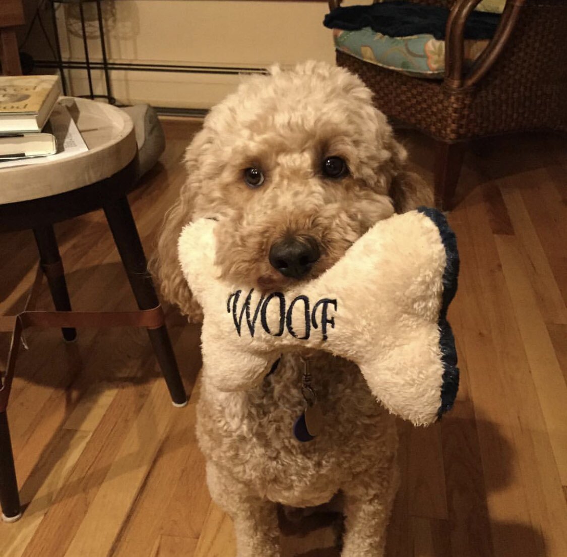 nickjorgs's tweet photo. @Justin_Bonica Hello @Only_GoodDogs, I would like to submit photos of these two good dogs, Hamilton and Lucy. They steal each other’s toys and don’t get along at times, but I’ve seen them kiss once. https://t.co/YCDuezGsza
