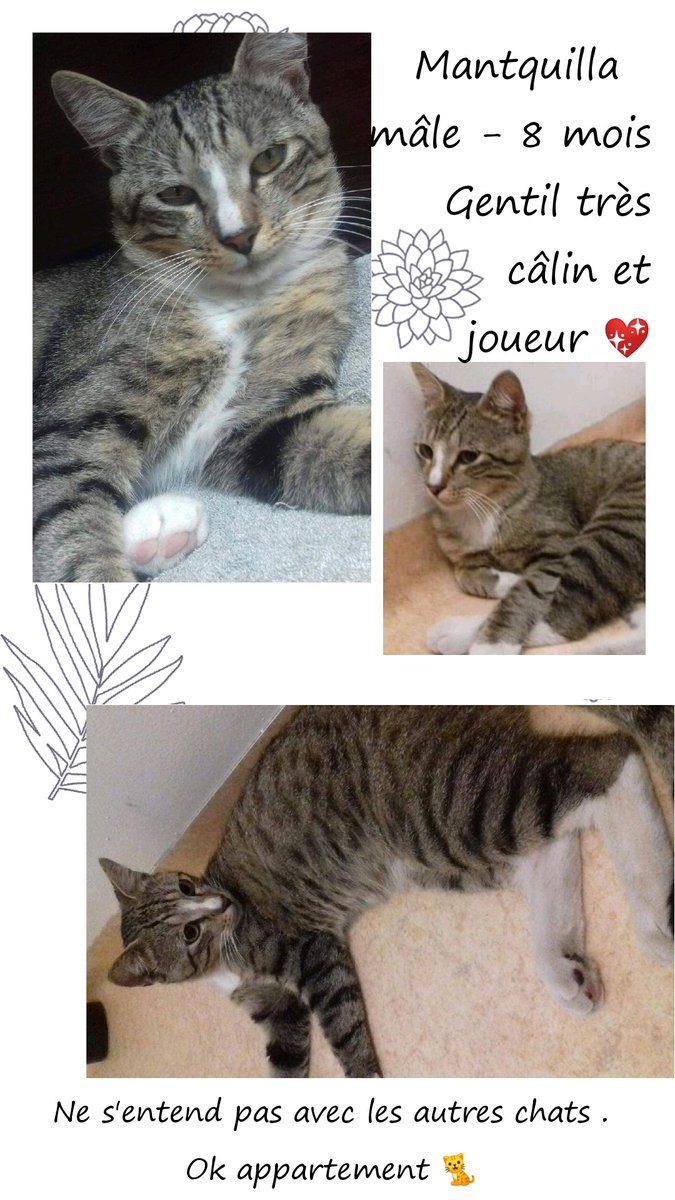 Sauvetage et Chats en Détresse tweet media