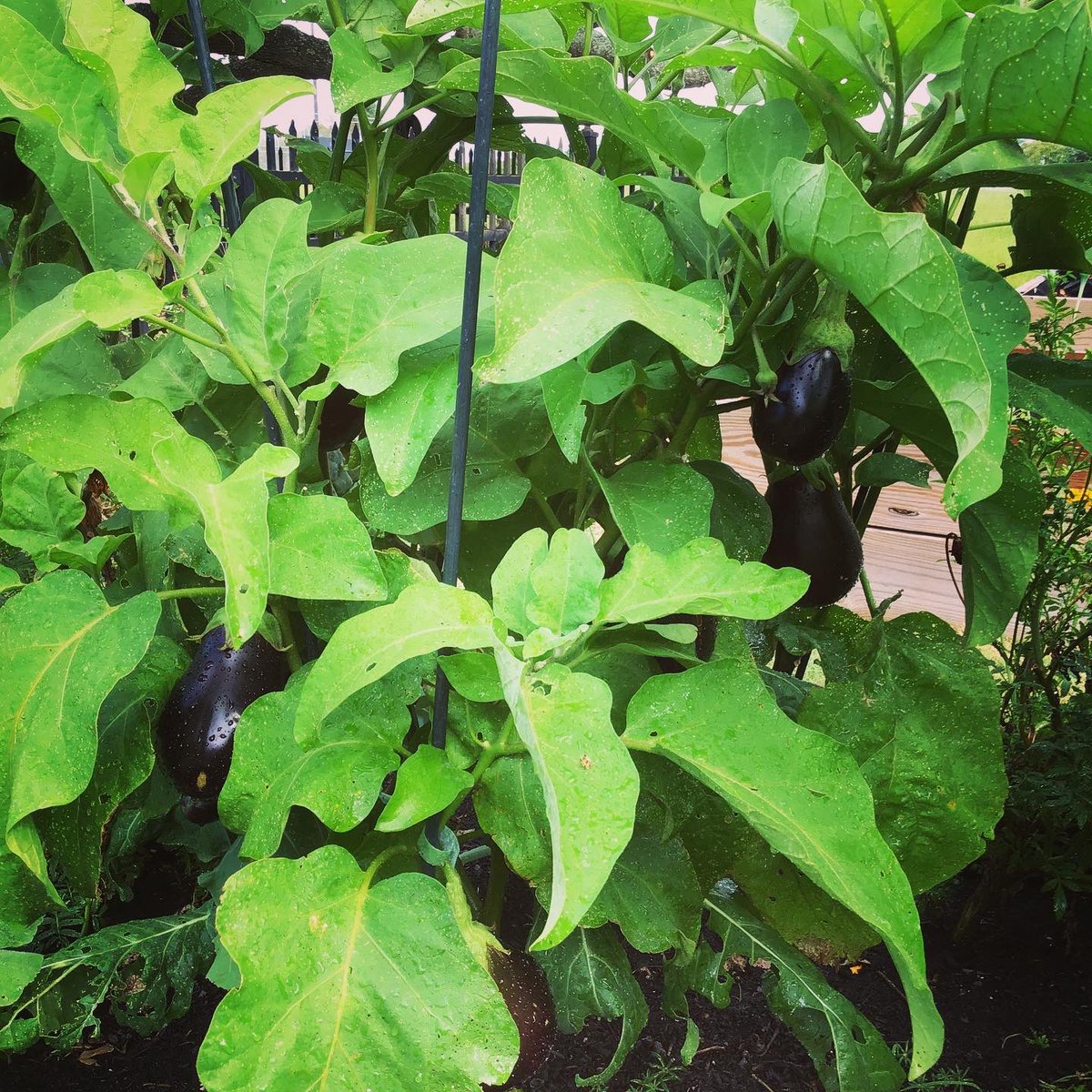 gofm_s's tweet photo. Before picking and after eggplants from the Crenshaw school garden. These will be going out to YGP families with our weekly deliveries. 

#whyigofm 
@galvestonisd
@galvestonisdtexasace
@themoodyfoundation
#kempnerfund
#firstpresbyterianfund
#moodypef
#galvestonisdtor https://t.co/AxuGcxy7Yk
