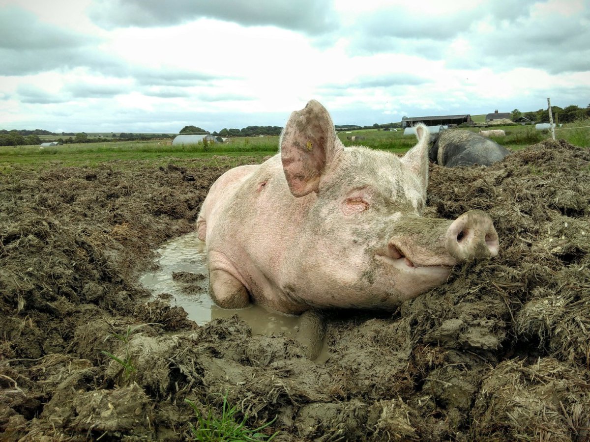 SusFoodTrust's tweet photo. Do you think farm animals should have a good life? Researchers are seeking beef, pig &amp; poultry farmers to help develop new frameworks to assess the opportunities for positive experiences in farm animals’ lives 
Contact lizzie.rowe@bristol.ac.uk

Photo: @JessicaStokes9 https://t.co/jekHlx4CeX