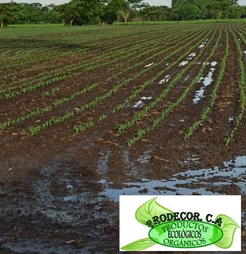 PRODECOR8's tweet image. °
🌾Apoyamos la noble tarea de producir nuestros alimentos y utilizar prácticas sustentables.
°
🌾 siempre hay algo mejor...    Y lo mejor siempre lo tiene... PRODECOR, C.A.
°
#prodecor #produccion #cicloinvierno #maiz #asistenciatecnica #campo #agronutrientes #agricultura