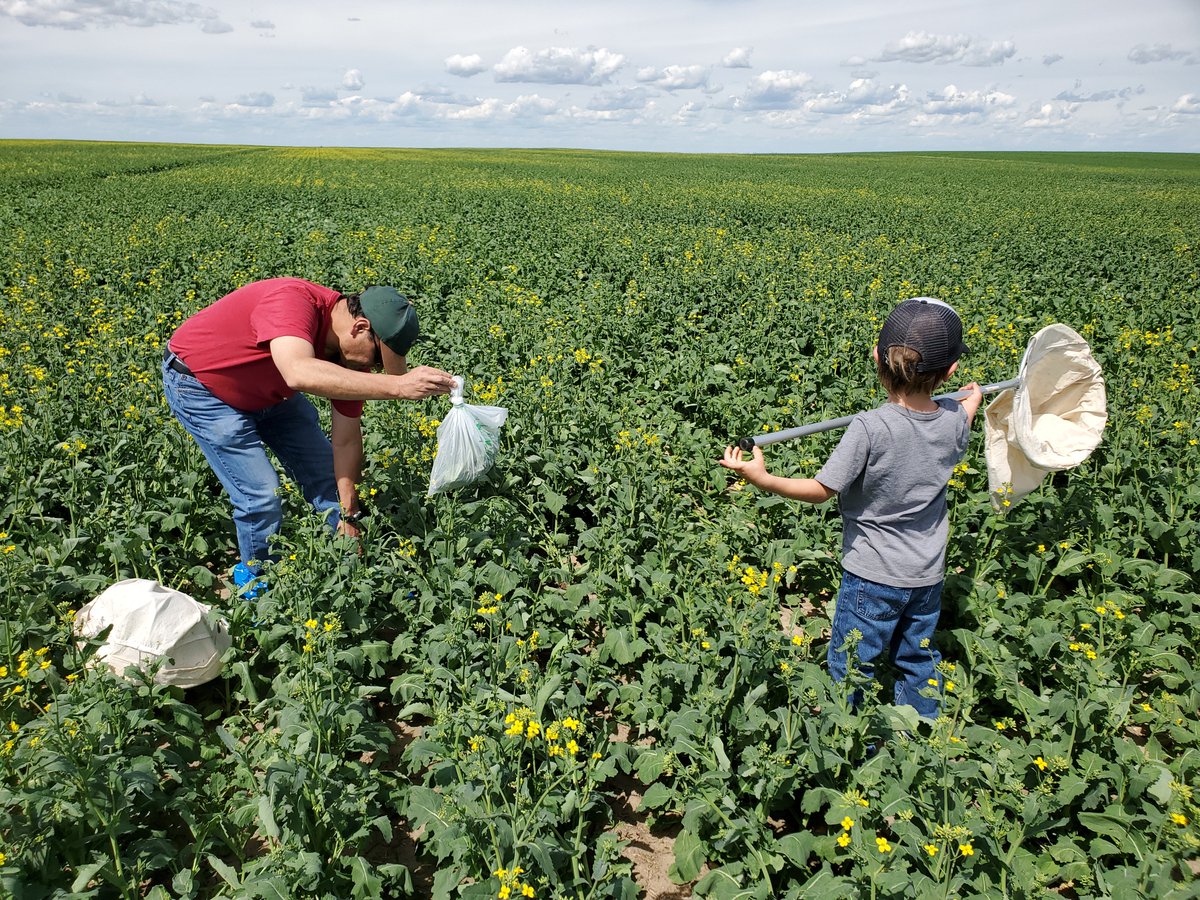 autumnbarnes05's tweet photo. Fun times sweeping some first flowers yesterday with @hectorcarabido and my 5 year old. Summer is here :)

#canola #scout20 #cspw #abbugchat https://t.co/SHgn2E2wJb
