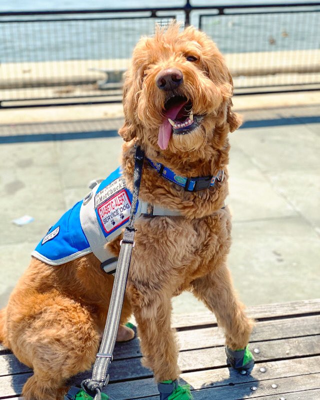 MorChuck21's tweet photo. Happy #TOTuesday every1! Enjoy this 💎 from my 1st day wearing my vest out in months! #morchuck21 #downtownnyc #bpcparks #nycparks #ruffwear #marysstitchery #t1d #diabetesawareness #diabeticalertdog #servicedog #dogsofinstagram #goldendoodles #dogs #dogoftheday #addictedtodogs https://t.co/pCiKDeDPUU