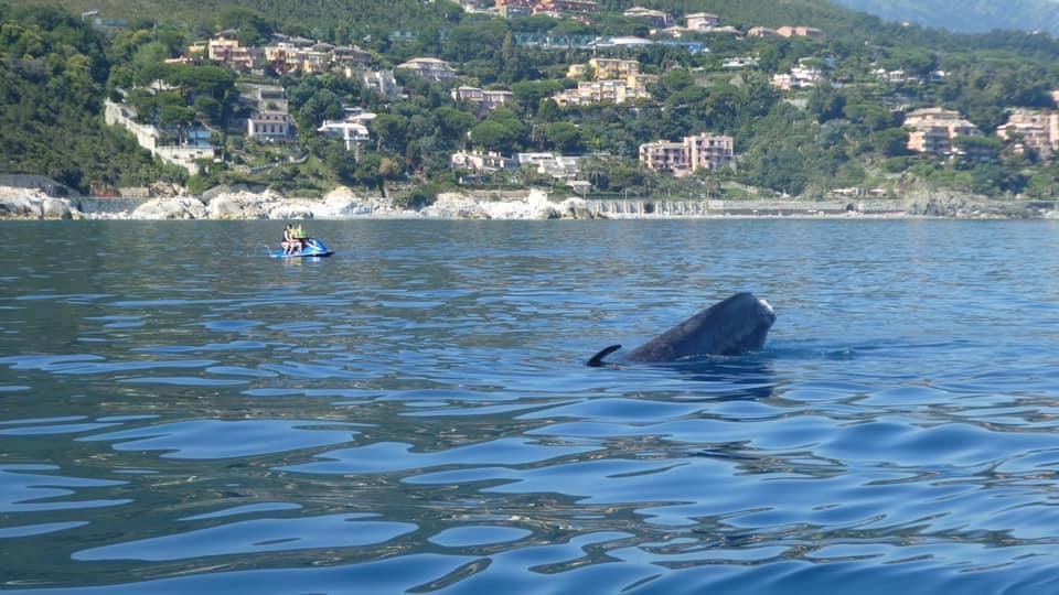 lamialiguria's tweet photo. #Codamozza, la balena senza pinna caudale, sta nuotando lungo la costa di #Varazze 🐳🌊
I ricercatori la stanno scortando per evitare avvicinamenti eccessivi e per informare i diportisti, che, seppur numerosi, si sono dimostrati disponibili e collaborativi.
Foto Giulia Calogero https://t.co/YSXOzH092R