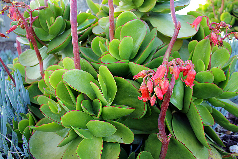 TJardineria's tweet photo. Cotyledon Macrantha Ficha Técnica Y Cuidados Ficha https://t.co/PHj0bEKRAo #botanicalnamesofplants #calandriniaspectabilis #cotiledones https://t.co/VvzLxB1D19
