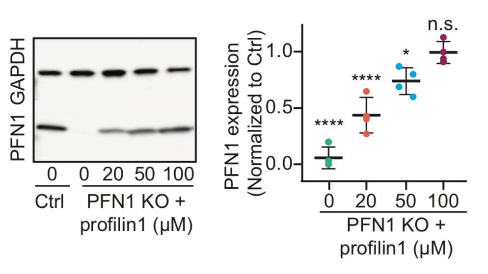 It also worked beautifully for PFN1 protein. We can introduce PFN1 all the way to physiological levels, with discrete steps in between. Now it's time to party and look at concentration-dependent effects of PFN1 on the leading edge! 44/