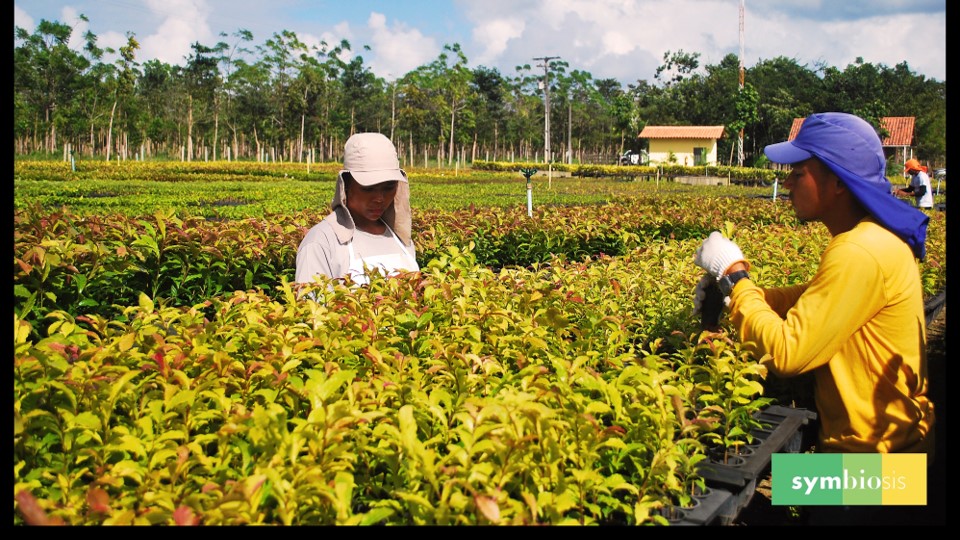 7.Sometimes, plantations use native trees! In Brazil, Symbiosis is growing high-value native trees to restore land + protect biodiversity while harvesting some for the international market… to pay for more restoration!  #Initiative20x20  https://initiative20x20.org/restoration-projects/protecting-natural-forests-brazil-biodiverse-timber-plantations