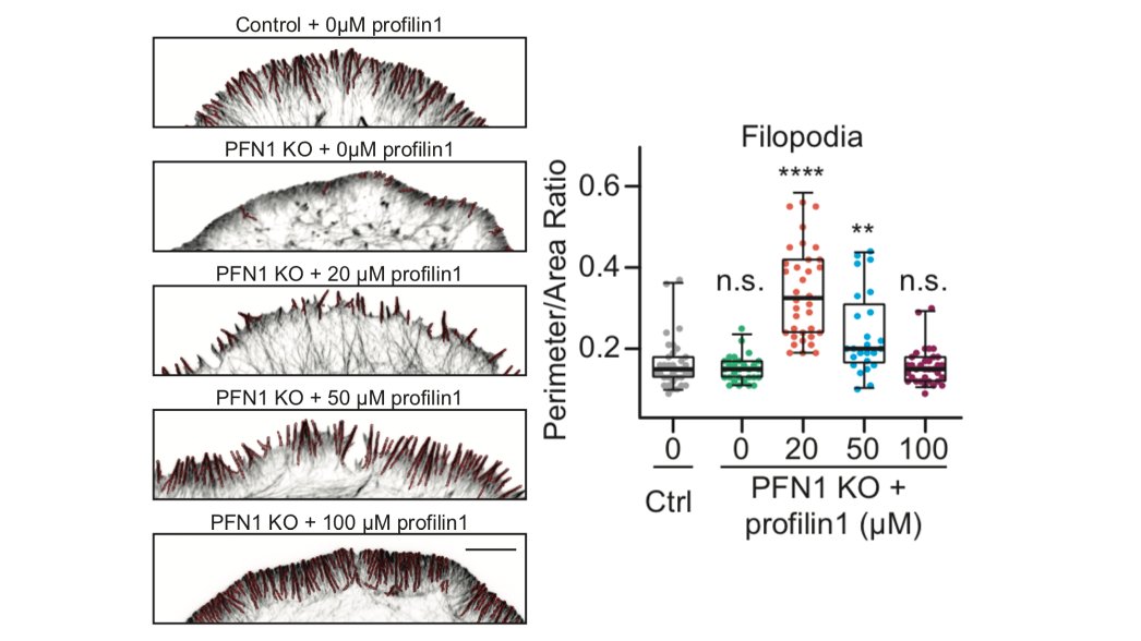 Here is the effect of PFN1 concentration on filopodia. Biphasic! 45/
