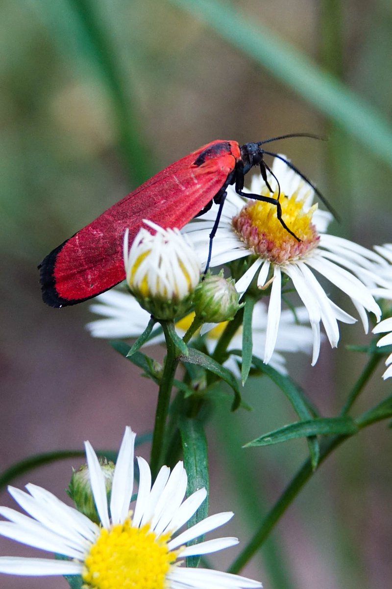 BryceCanyonNPS's tweet photo. We really can't live without them! It's #PollinatorWeek this week. Between 75% and 95% of the world's flowering plants and an estimated 1 out of 3 bites of food directly depends on the world’s bees, butterflies, moths, birds, bats, beetles, and other insects and animals. https://t.co/NAwVPWSr9n