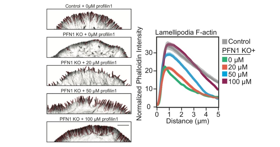 Here is the effect of PFN1 concentration on lamellipodia. Steady increase with increasing PFN1 levels. 46/