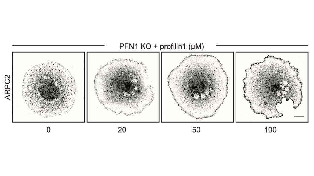 Here is the effect of PFN1 concentration on Arp2/3 localization. Also increases with PFN1 levels, but even the lowest concentration of PFN1 restores most Arp2/3 re-localization to the leading edge. 47/