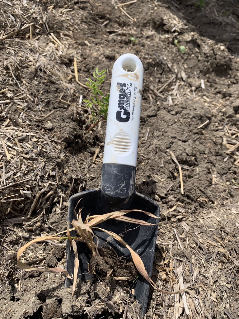 I have taken my fair share of lickins’ over the years, but nothing close to what centurion did to these Wild Oats! #TKO #entersandman @GMacsAgTeam @WinFieldCanada #gmacsagteam #WUCAcademy