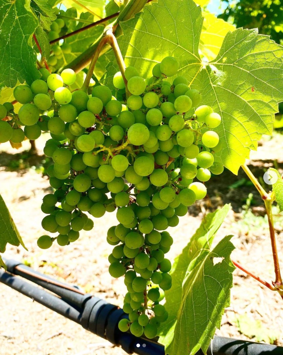 Things are looking great in the @vineyard29. They just finished their 2nd pass on suckering - suckering, aka  shoot thinning is the process of removing the excess growth from the grape vines. This helps to maintain vine balance &amp; creating a canopy ideal for grape growing #wine