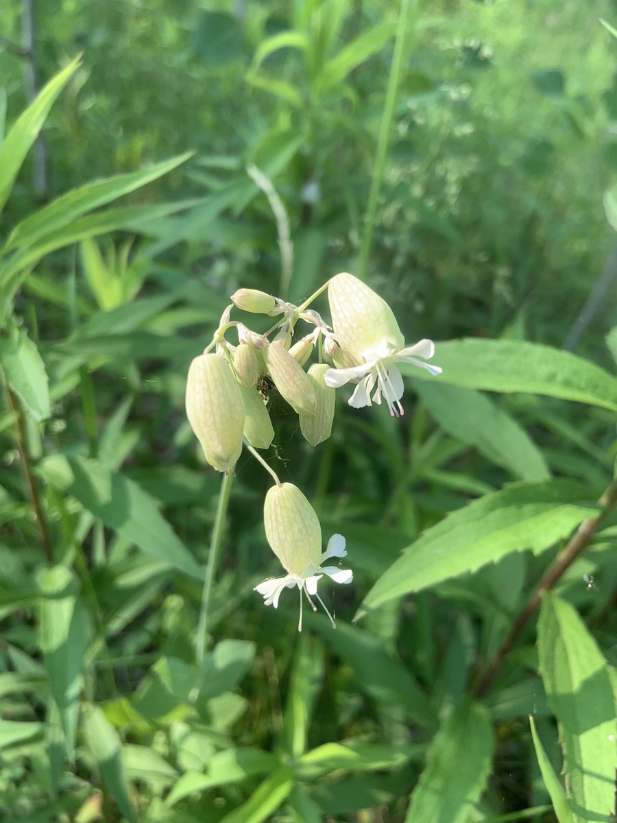 ThorInGrade4's tweet photo. Starflower, Pink Lady’s Slipper, Bladder Campion, Common Yarrow https://t.co/46mDU7wY7K