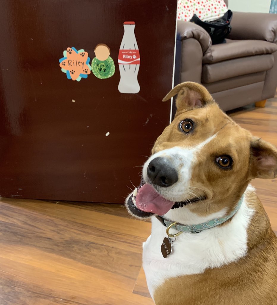 Jennbradley26's tweet photo. @HumanOfHigherEd Riley loves living in the hall but is especially proud of her door decs!! https://t.co/8RhzzhmMhG