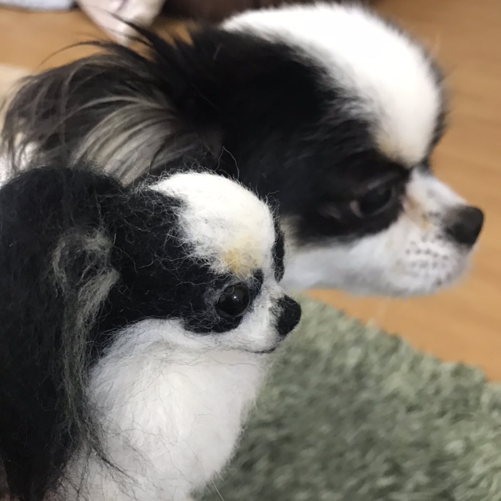 ほっこりきのこ Hokkori Kinoko Twitter